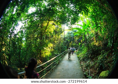Tropical primary forest in Phongnha-Kebang, Quangbinh, Vietnam.