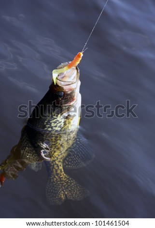 fish hooked by the lip with open mouth in a fresh water lake