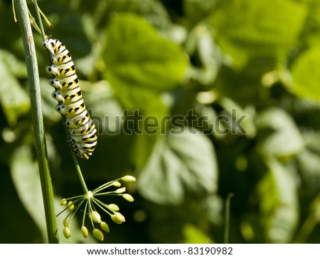 black swallowtail caterpillar eating a garden dill plant