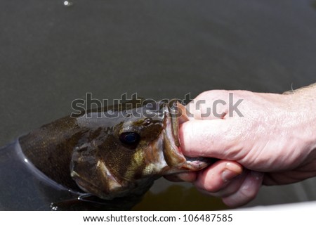 close up of a bass being held by the lip being relesed into a lake