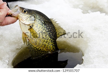 crappie caught while ice fishing being pulled from the hole
