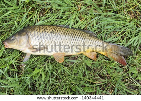 fresh water carp caught laying on a green grass background
