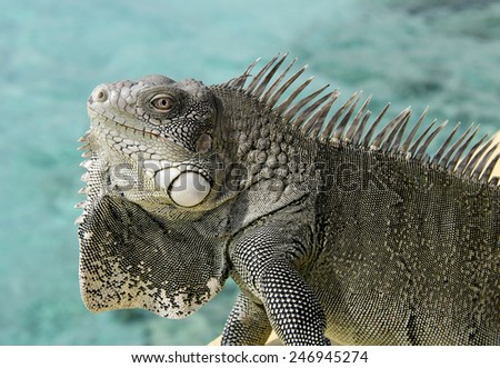 Wild Iguana with eyes wide open on alert