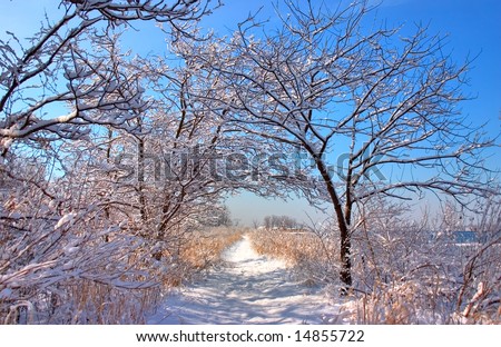 View of snow covered nature path.