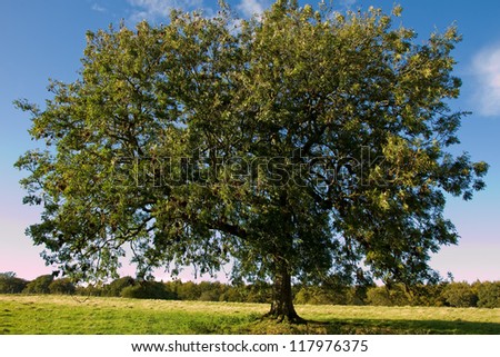 old english oak tree alone in a field