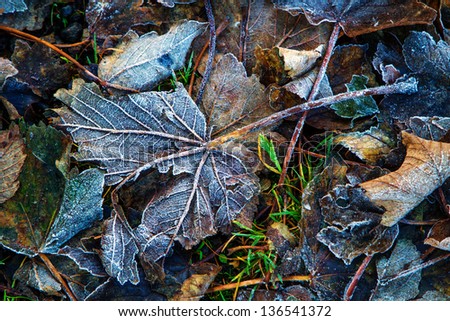 Shot of frosty leaves at the start of winter
