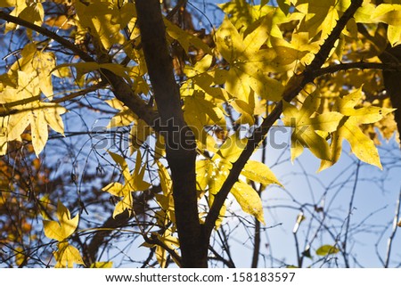 Autumn leaves in the light of the bright autumn sun are going to fly from trees