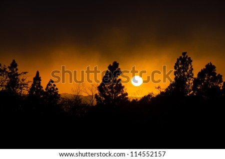 Sun rising behind many trees