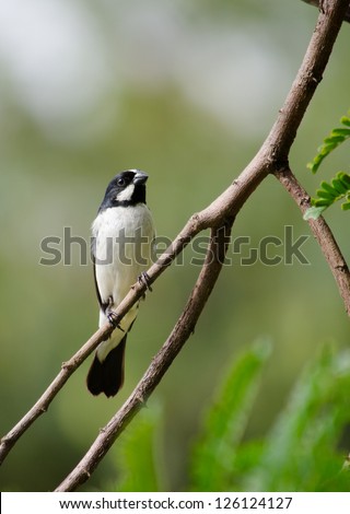 A lined seedeater bird standing on a tree branch
