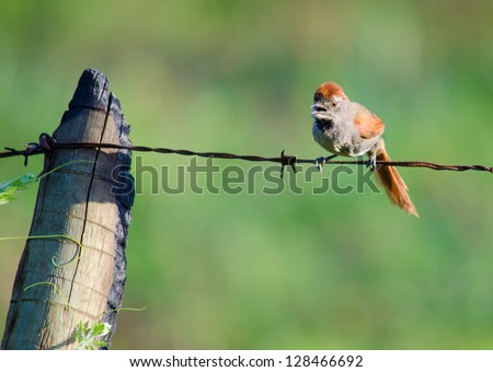 A sooty-fronted spinetail standing on barbed wire