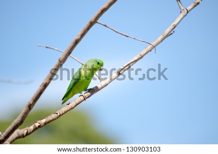 A blue-winged parrotlet standing on a tree branch