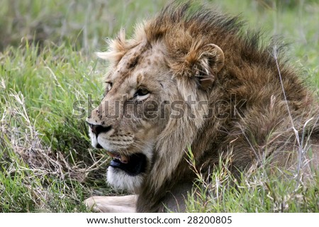 Side profile close up of lion in the Serengeti