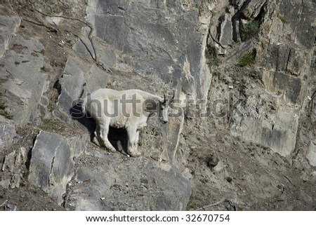 Billy Mountain Goat looking down from a cliff, Jasper National Park