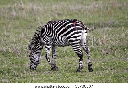 This zebra was attacked by a lion but was able to escape