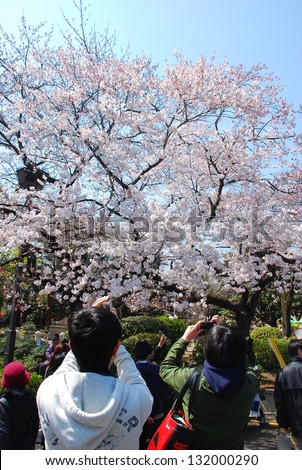 TOKYO,JAPAN-March 30:Tourists use a cell phone camera to take picture of Sakura cherry blossoms at Ueno park on March 30,2010 in Tokyo,Japan.Ueno Park was JapanÃ¢Â?Â?s first public park, opened in 1873.