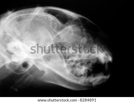 Cat Head X-ray (B & W)