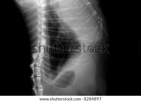 Cat Lungs X-ray (B & W)