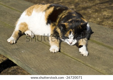 Calico Cat Sleeping on Picnic Table