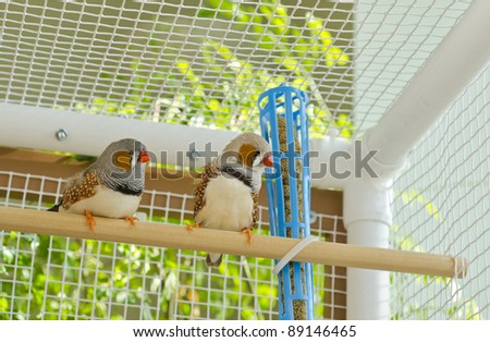 Male Zebra Finches in a Cage