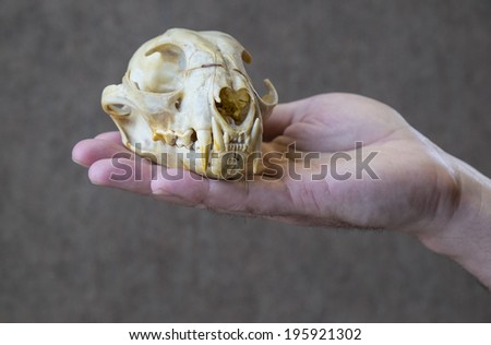 Hand Holding a Lynx Skull