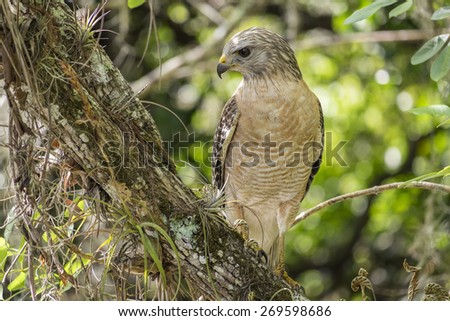 Red-shouldered Hawk Sitting on a Tree Branch in the Forest