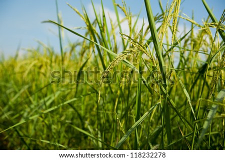 Rice harvest, paddy rice farm under blue sky