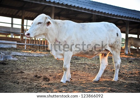 tak breed cow in thailand