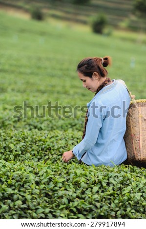 Asia beautiful Woman picking tea leaves in a tea plantation, happyness