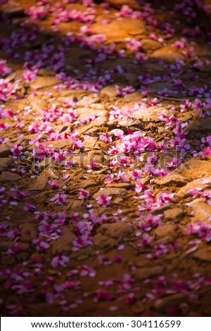 Himalayan Cherry (Prunus cerasoides) flower falling on ground