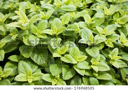Close up of fresh mint background
