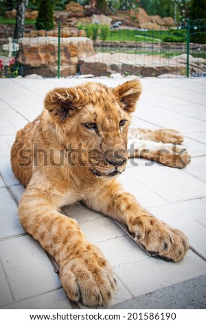Young lion resting in park