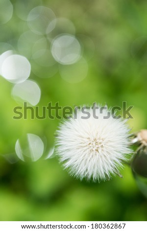round flower