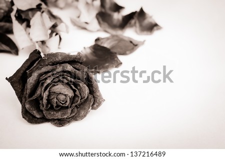 Single dried rose, Dead rose on white with text area.Processed with black and white style.
