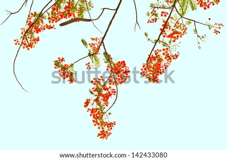 Flame Tree or Royal Poinciana Tree in Thailand, can be used for background
