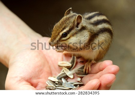 Chipmunk eating food from the palm of a human