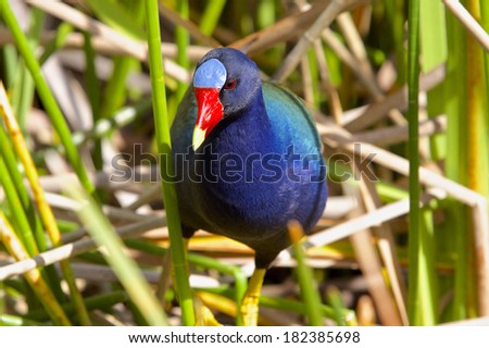 Purple Gallinule bird in Everglades
