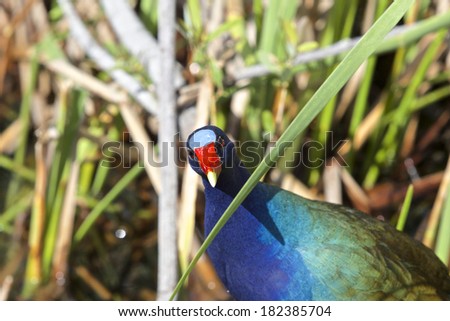 Purple Gallinule with tilted head