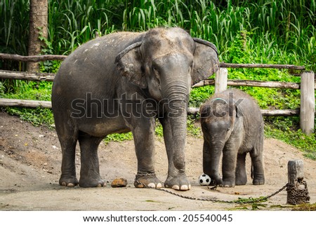 Asian elephant mother and young elephant calf