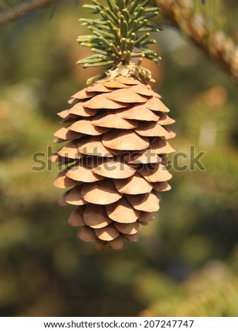 Pine cone close-up, on the plant defocused background. Heilongjiang province, China.