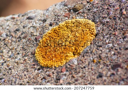 Round yellow lichen Xanthoria parietina (L.) Belt on the stone surface, close up. Shallow depth of field.