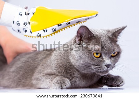 Doctor examines a cat on a white table against a white background