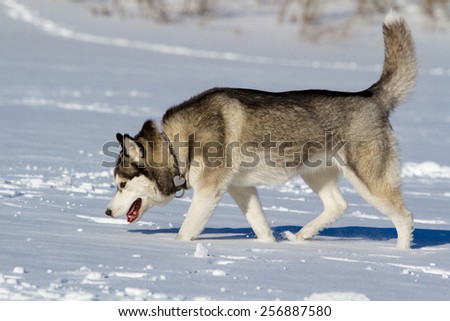 one dog breed husky sniffing snow