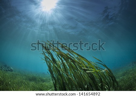 grass seaweed in the ocean current
