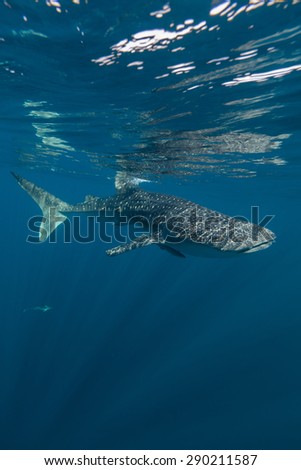 whale shark encounter whilst scuba diving
