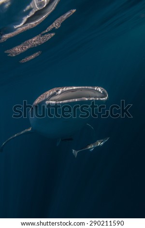 whale shark encounter whilst scuba diving