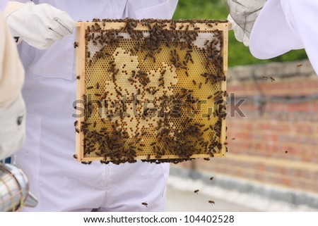 A frame of bees, brood and honey stores being lifted for inspection