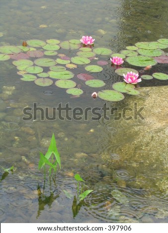 Pink water lilies in a Monet like pond during the rain