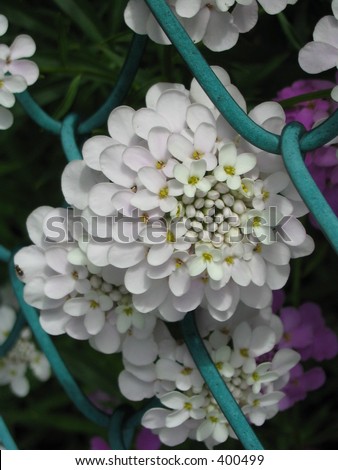 white flowers pushing through a fence
