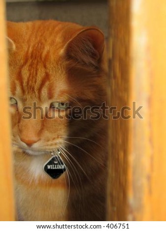 William the orange cat looking through a fence orange on orange
