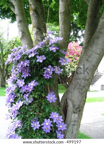 periwinkle blue clematis vines and flowers winding through a tree in full bloom